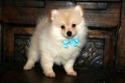 *****beautiful Pomeranian X Chihuahua Puppies ****