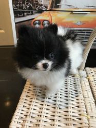 Beautiful Fluffy Pomeranians For Sale
