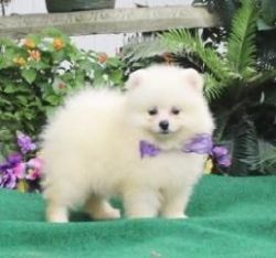 sweet family Pomeranian Puppies For Sale