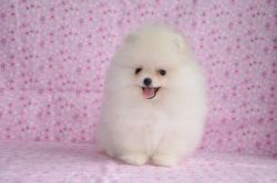 White Pomeranian Girl For Sale