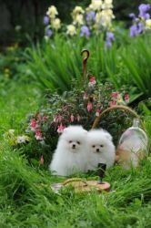 *****beautiful Pomeranian Puppies ****