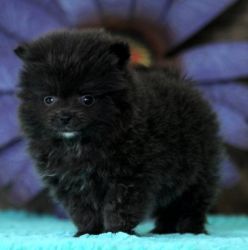pomeranian puppy ready for a new home .