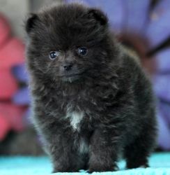 adorable pomarenian puppy for sale