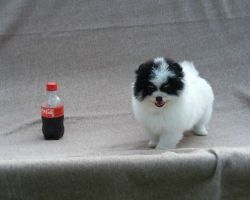 Pomeranian Puppies Queen male an female for sale