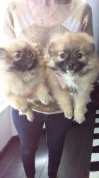 Gorgeous Miniature Girl & Boy Pomeranian Puppies