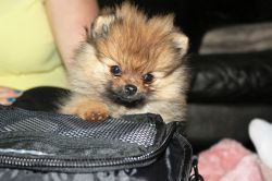 Pomeranian Boy Puppy