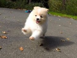 beautiful Pomeranian puppy TEXT , xxxxxxxxxx