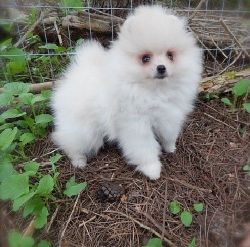 male ad female pomeranian puppies for sale
