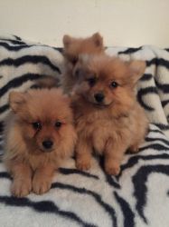 Extra Charming! BabyDoll! pomerian Puppies For Adoption