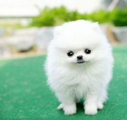 Pomeranian puppie puppies with a beauty of the nature of them for sale
