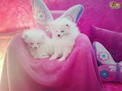 AKC Registered White Pomeranian Puppies