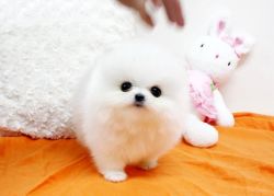 Awesome Pomeranian Puppies For Rehoming,