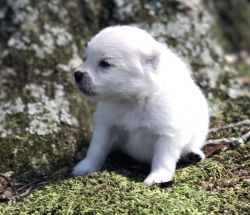 Exotic colored Pomeranian puppies~