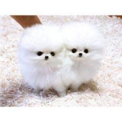 Adorable and very cuddly pomeranian puppies for adoption.for mor infor