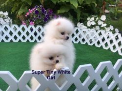 Beautiful Miniature Girl Pom& Small Boy Puppies