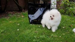Pomeranian Puppies For Sale One Sable