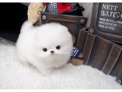 Exceptional Toy Pomeranian puppies