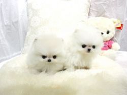 AKC Free T-Cup pomeranian Puppies For Re Homing.for mor information co