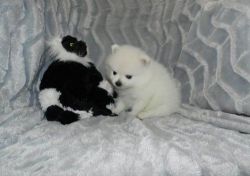 Little White Pomeranian Puppies for Sale