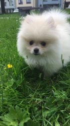 Pure Breed Pomeranian Puppies For Good Home