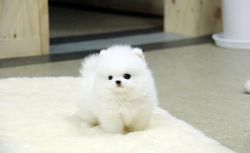 Top Quality Registered Pomeranian Males and females available for sale