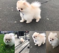 Variety Colored POMERANIAN Pups