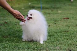 Adorable cream white Pomeranian puppy - 300.00 US$