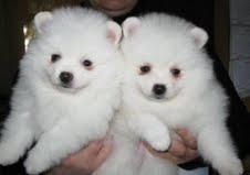 Affectionate Teacup Pomeranian Puppies Ready.