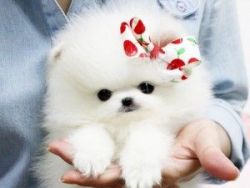 Cute and Adorables Pomeranins