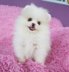Pomeranian puppy for sale from Europe In excellent breed type!!