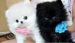 pomeranian pups for sale