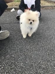 Beautiful Pomeranian Boy Puppy For Sale (11 Weeks)