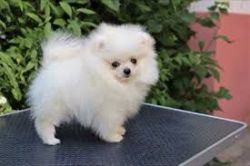 Re-Homing Male and Female Pomeranian Puppies
