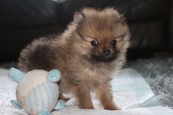 Kc Reg Pomeranian Boy Puppy