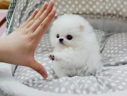 cute pomeranian puppy for adoption