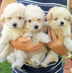 Gorgeous AKC puppies