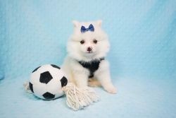 Charming Teacup Pomeranian Puppies for adoption