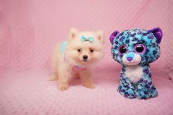 4 gorgeous Pomeranians 9 weeks old ready for their new forever homes.