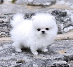 Tiniest Micro White Pomeranian Puppies Needs a New Family