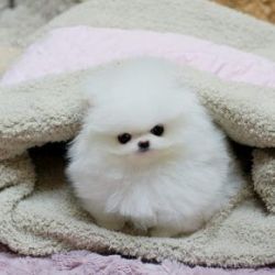 White Pomeranian Puppy For xxxx.xxxx/Text (xxx) xxx-xxx2