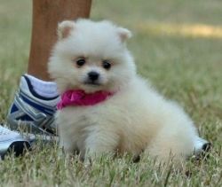 Best kid friendly Pomeranian puppies for sale