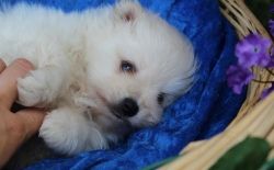 Tiny Pomeranian Puppies For New Homes