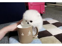 Pomerania mini toy pups TEXT, (xxx) xxx-xxx0