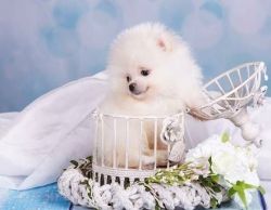 Sweet Pomeranian male and female teacup for sale