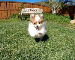 Beautiful Male and Female Pomeranian Puppies Ready For Sale