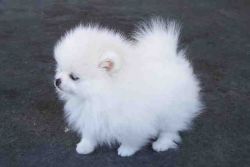 Cute and Charming Pomeranian Pups Available Text(xxx) xxx-xxx0