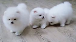 Excellent Male and Female Pomeranian Puppies Ready