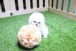 Teacup Pomeranians Available For Caring Homes