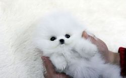 Loving Pomeranian puppies***Ready noW***M//F