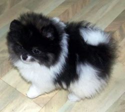 Adorable Pomeranian Puppie For Sale
